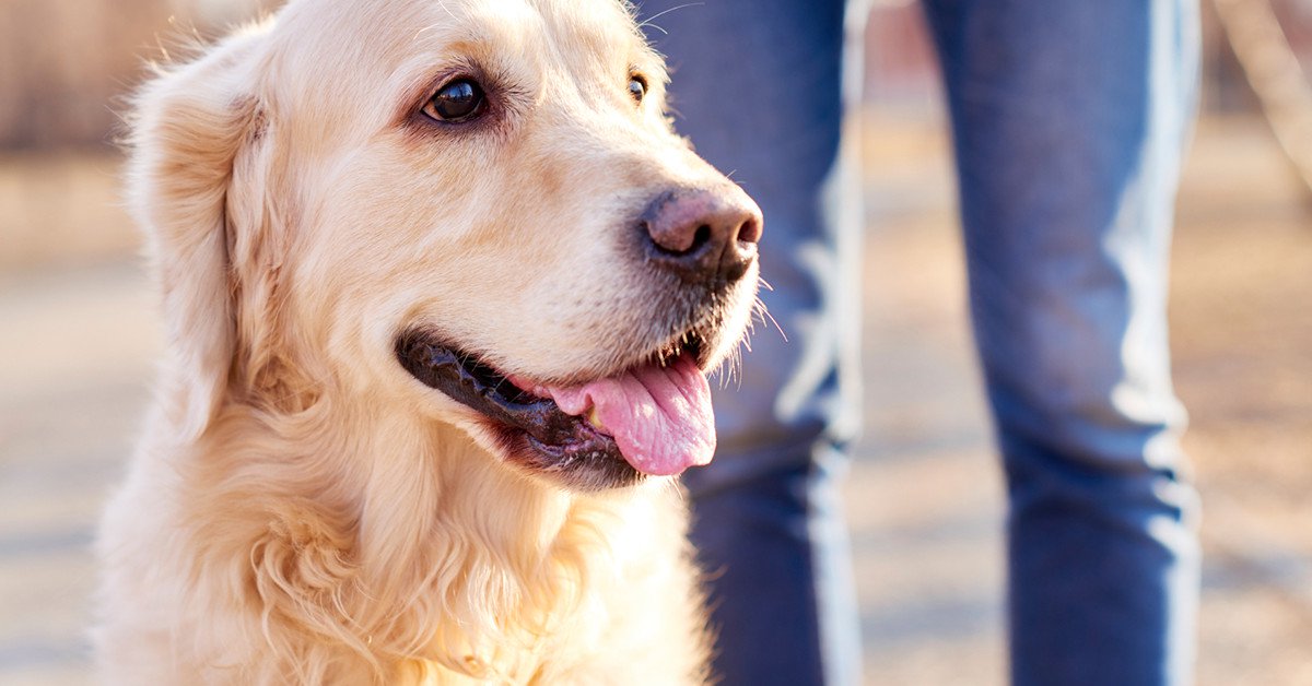 The Surprising Truth About Dog Walking and Your Health